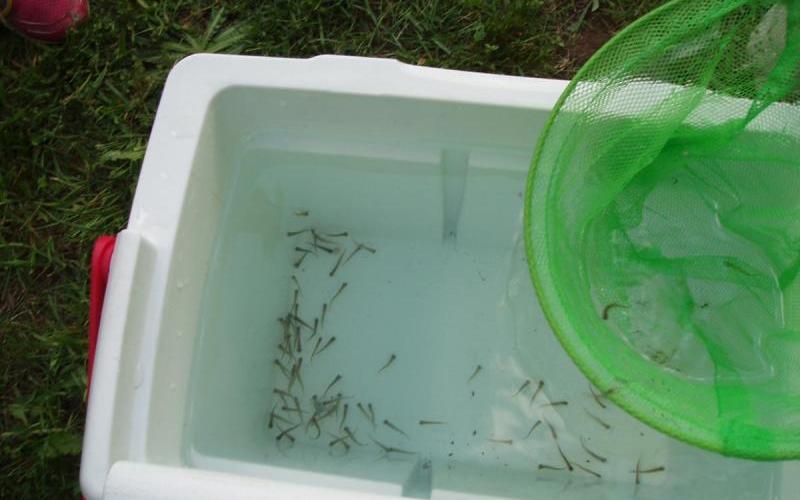 Home Monadnock Trout Unlimited in Southwestern New Hampshire